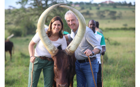 Ankole cattle breed For sale | Ugandan Ankole Cattle Exporters USA +27631501216