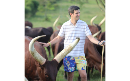 Ankole Cattle For Sale | Ankole Cow For sale | Facts About Ankole Cattle - Price