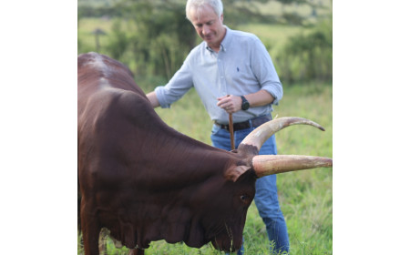 Buy Ankole Cattle, Ankole Cattles Suppliers in South Africa +27631501216 By migr