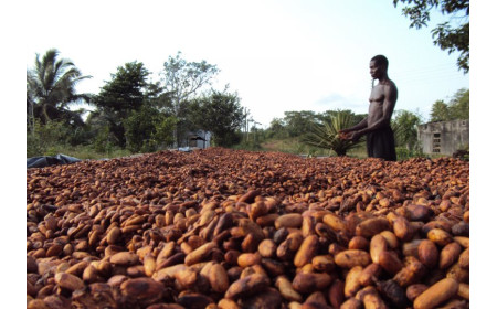 Buy Premium Cocoa Beans from Ugandan cocoa Exporter +27631501216