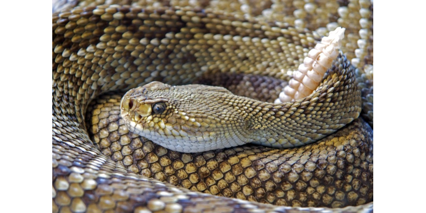 В 2024 году в Аризоне зарегистрировано более 100 случаев укусов гремучих змей